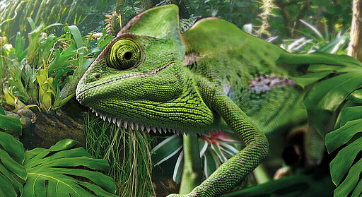 Biosphäre Potsdam Ein gut getarntes Chamäleon zwischen grünen Blättern