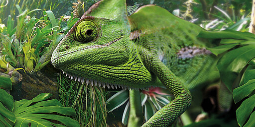 Biosphäre Potsdam Ein gut getarntes Chamäleon zwischen grünen Blättern