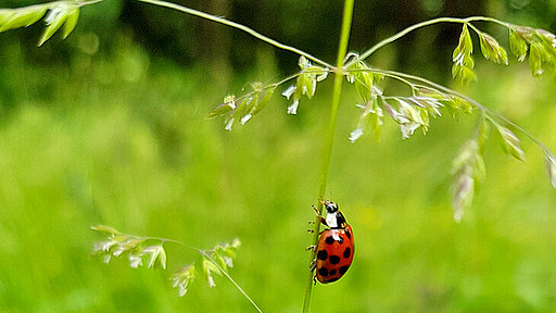 Am Ostersamstag dreht sich alles um Krabbelkäfer Mit dem Team des Grünen Klassenzimmers gestalten die Kinder Häuschen für Krabbelkäfer und nehmen die heimische Insektenvielfalt genauer unter die Lupe.