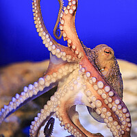 Oktopus von unten