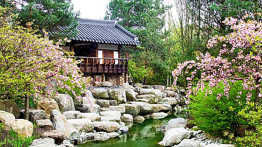 Kirschblütenfest lädt zum Staunen, Tanzen und Genießen ein
