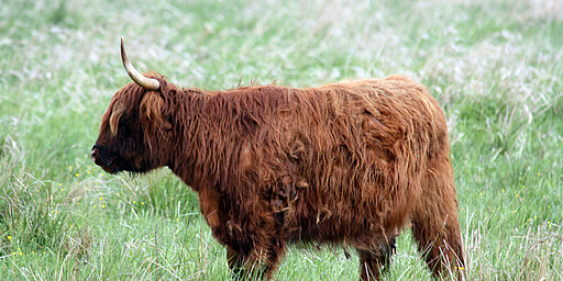 Station 7: Waldweide