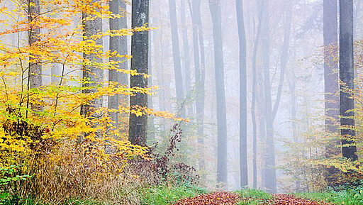 Wald mit allen Sinnen Die Mitmachausstellung „Spüren, Riechen, Staunen“ in der Blumberger Mühle macht den Wald zum Erlebnis für die ganze Familie.