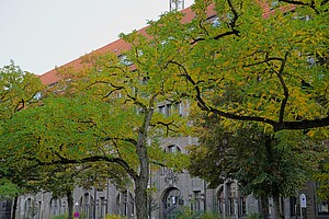 Die Rückseite des historischen Rathauses Charlottenburg, umgeben von herbstlichen Bäumen mit gelbgrünen Blättern. Das Gebäude zeigt graue Steinfassaden mit großen Fenstern und roten Dachziegeln.