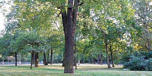 Offene Wiesen im Volkspark Hasenheide Eine offene grüne Wiese im Volkspark Hasenheide, umgeben von großen, schattenspendenden Bäumen. Im Hintergrund sind Spielgeräte und weitere Bereiche des Parks zu erkennen, die zum Verweilen einladen.