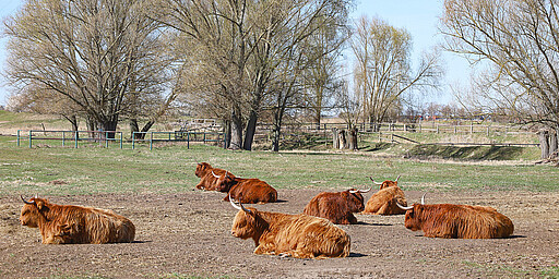 
    
        Auf den Feldern gibt es oft auch Weidetiere zu entdecken
    
