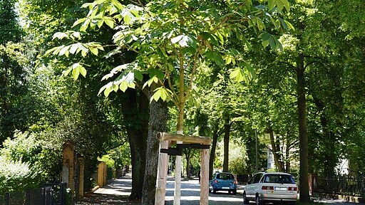 Stadtbaum Ein neu gepflanzter Stadtbaum für Berlin