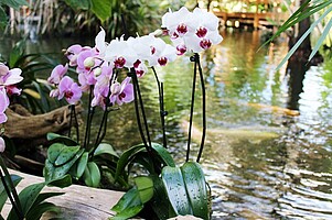 Blühende Orchideen am Wasser