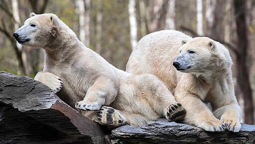 Die Eisbären im Tierpark Berlin sind ganzjährig draußen zu beobachten und besonders im Winter aktiv. Dank der Februar-Aktion haben Besucher:innen ab 65 freien Eintritt.