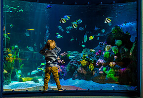 Ein Junge steht fasziniert vor der Scheibe und beobachtet die vielzahl an Fischen