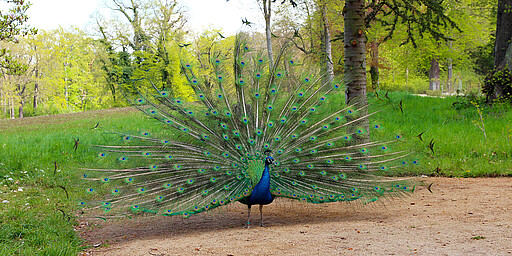 Ein Pfau stellt sich zur Schau