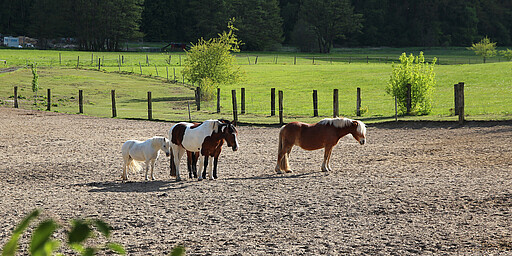 Station 4: Reiterhof am Kindelwald  „Das Glück dieser Erde liegt auf dem Rücken der Pferde.“ Auf dem Reiterhof am Kindelwald können Sie sich davon überzeugen! Ob Pferdeverleih, Ponyführen, Reitunterricht (jeweils mit telefonischer Voranmeldung!) oder ein kleines gastronomisches Angebot in der Koppelschänke – hier verbringen Erwachsene und Kinder schöne Stunden.