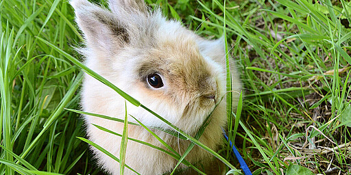 Tiergarten Teltow
Auf Tuchfühlung mit Zwergkaninchen, Ziegen und Co. – im Tierpark in Teltow darf gestreichelt und gefüttert werden.
