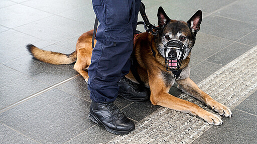 Helfer auf vier Pfoten Ausgebildete Dienstschutzhunde unterstützen die Einsatzkräfte von DB Sicherheit bei ihrer Arbeit.