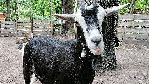 Nähe, Wohlbefinden und Geborgenheit Zentrales Element des Projekts ist die tiergestützte Pädagogik. Denn Begegnungen mit Tieren können eine äußerst positive Wirkung haben.