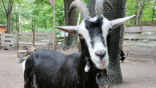 Nähe, Wohlbefinden und Geborgenheit Zentrales Element des Projekts ist die tiergestützte Pädagogik. Denn Begegnungen mit Tieren können eine äußerst positive Wirkung haben.