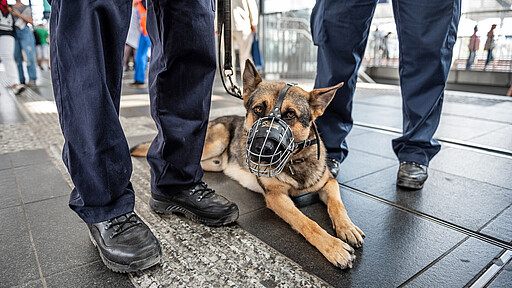 Security Hund Auch vierbeinige Mitarbeitende sorgen für Sicherheit bei der S-Bahn