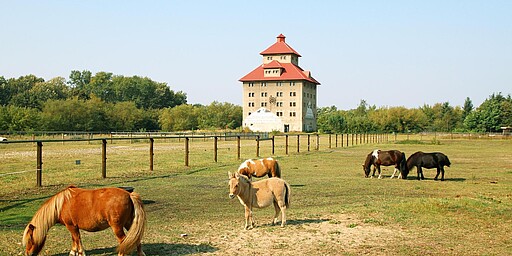Hobrechtsfelde Ponyweide