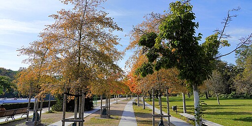 Uferweg am Magnus-Hirschfeld-Ufer  Ein gemütlicher Spazierweg entlang der Spree, gesäumt von Laternen und Bäumen mit herbstlichem Laub. Im Hintergrund ist die Flusslandschaft mit Wasser und Bäumen zu sehen, die friedliche Atmosphäre ausstrahlen.