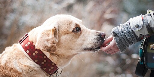 Take along a dog Dog is stroked