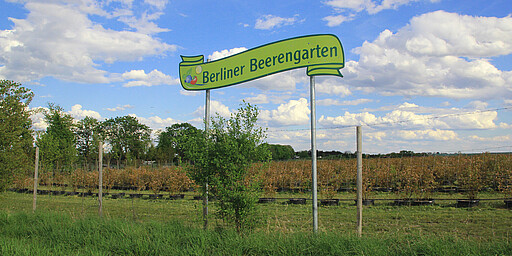 Station 6: Beerengarten Schönfließ  Erdbeeren, Blaubeeren, Himbeeren: Die bunten Früchtchen sind nicht nur lecker, sondern auch gesund – besonders, wenn Sie ganz frisch vom Feld kommen. Im Berliner Beerengarten in Schönfließ wartet Ihr Lieblingsobst darauf, von Ihnen eigenhändig geerntet zu werden. Auf die Plätze, fertig, pflücken!