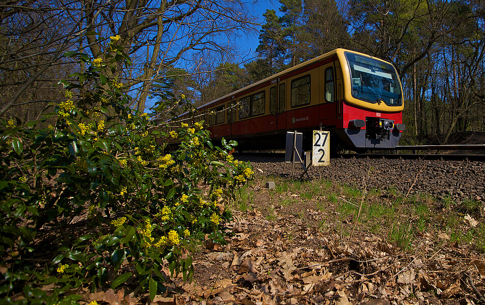 S7 an der Böckmannbrücke vor Griebnitzsee