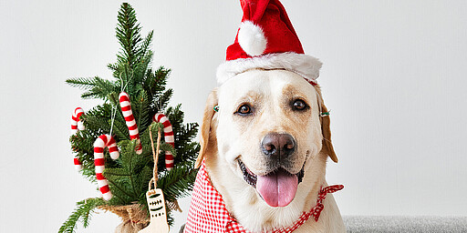 Labrador mit Weihnachtshut