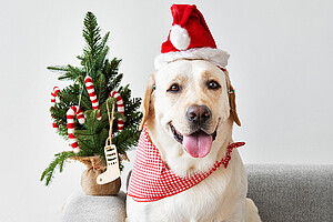 Labrador mit Weihnachtshut