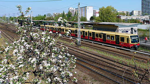S-Bahnzug am Bahnsteig Springpfuhl.