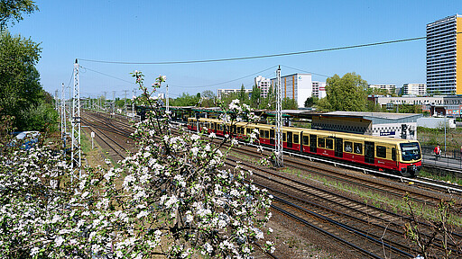 S-Bahnzug am Bahnsteig Springpfuhl.