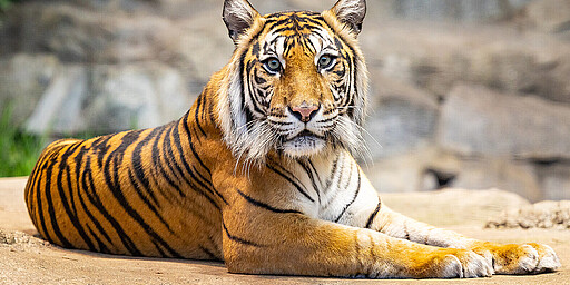 Sumatra Tiger