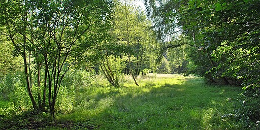 Station 7: LSG Neue Wiesen